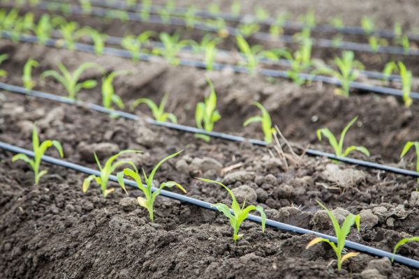 Drip Irrigation Septic Repair
